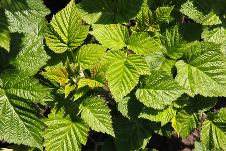 Young sprouts and fresh green raspberry leaves in the spring garden in the sunlight