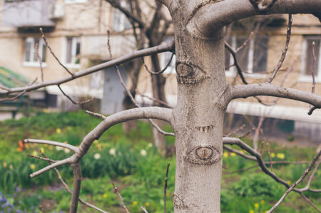 Walnut tree trunk with branches and scars from pruning in the form of eyes, close-upの写真素材