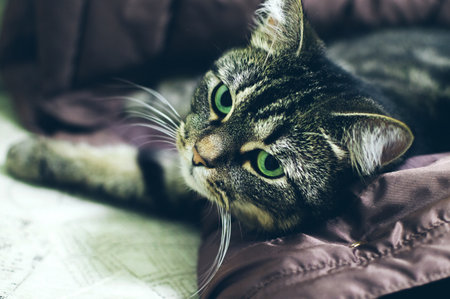 A gray cat with a marble tabby color lies and looks with pleading green eyesの写真素材