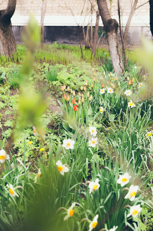 Spring blooming tulips and daffodils in the old front gardenの写真素材