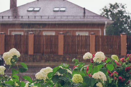 Wet white hydrangea flowers during a downpour, heavy rain jets against a house with a wooden fenceの写真素材