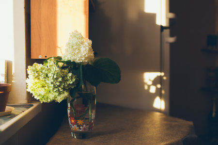 A vase with a bouquet of white hydrangeas on table in sunlight among shadowsの写真素材
