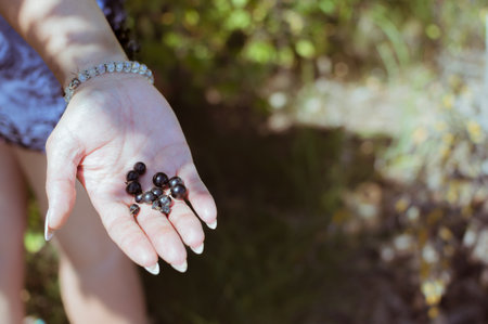 A handful of ripe black currants in a woman's hand with glass bracelet, copy spaceの写真素材