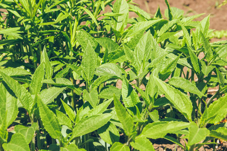 Young green jerusalem artichoke shoots in spring sunlight, leaf texture