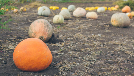 Harvest of colorful pumpkins lying on the ground in the autumn garden