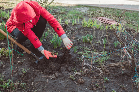 A middle-aged woman in a red jacket dug up a lily bulb in a flower bed in springの写真素材