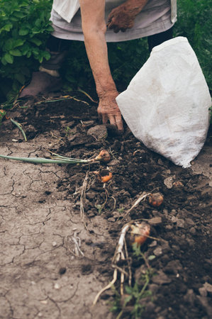 An old woman harvests onions in the garden