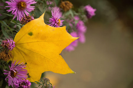 Bright yellow maple leaf among a Bush of perennial pink asters. New England variety of perennial...