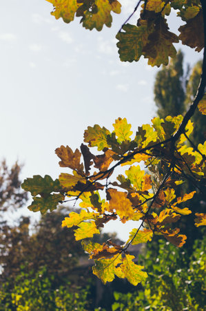 Autumn yellow-green oak leaves on branches on a sky blue background, natural textureの写真素材