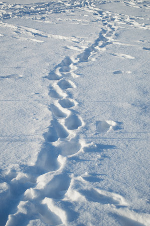 Footprints in the snow on a Sunny frosty day. Cold season, white backgroundの写真素材