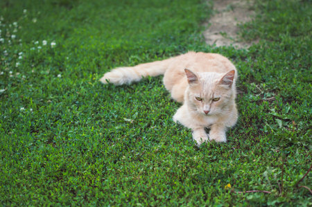 Fluffy redhead cat feeble lying on green grass and looking sleepyの写真素材