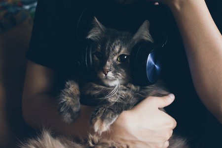 Portrait of grey fluffy  siberian cat in earphone listening music on girls hands close upの写真素材