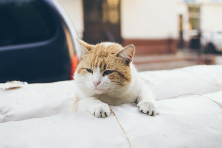 A relaxed well-fed white-red street cat lies restingの写真素材