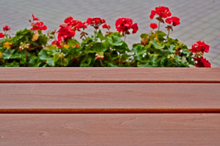 Empty field-wooden planks, and flowers Pelargonium, Geranium, wooden background in focusの写真素材