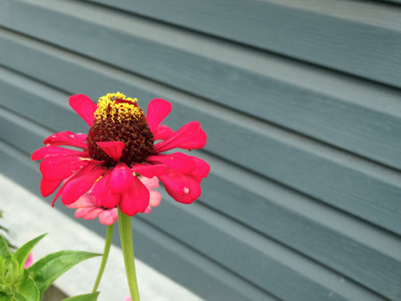 Bright crimson flower of zinnia against the wall of the gray sidingの写真素材