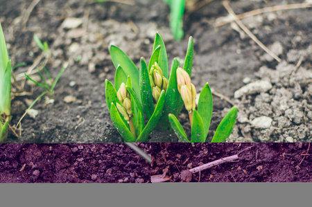 Unopened buds of pink hyacinths and young green leaves in the soilの写真素材