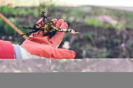Lily bulb on the palm in a working gardening glove close-up on a blurry backgroundの写真素材