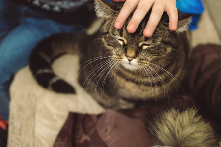 A child's hand strokes a sitting gray striped cat, squeezed shut with pleasureの写真素材