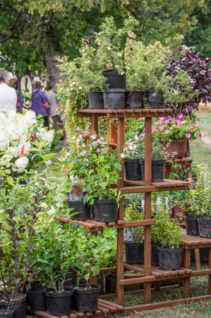 Sale of plants at an agricultural fair exhibition, horticulture and crop productionの写真素材