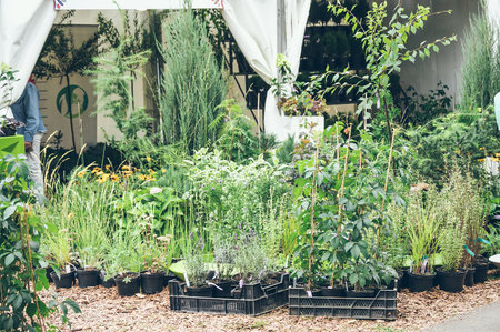 Sale of plants at an agricultural fair exhibition, horticulture and crop productionの写真素材