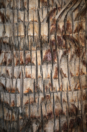 Palm tree bark close up