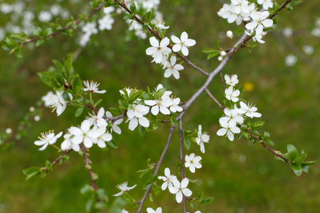 Selective focus, blossoming tree branch with white flowers against blurred grass background