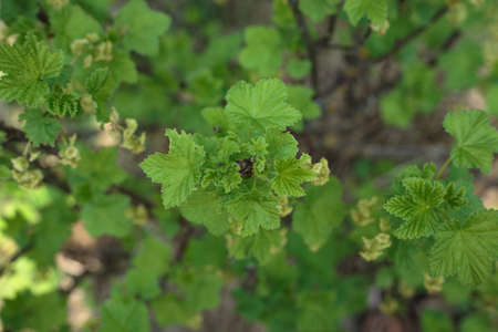 Selective focus, top view of blooming green leaves on the shrubの写真素材