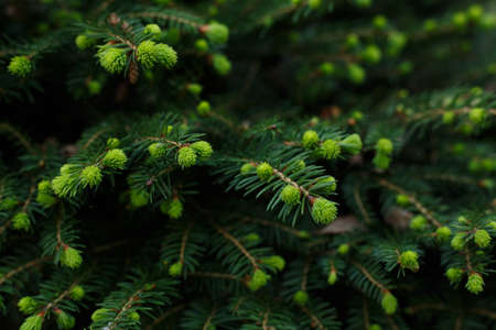 Selective focus, fir bud close up. Layout made of spruce branches with new growing needles.の写真素材