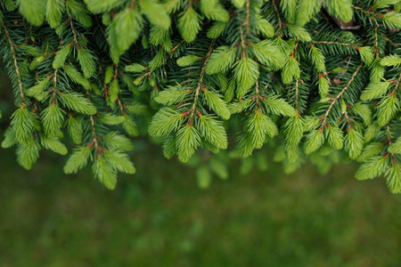 Selective focus, top view of green pine needles with blurred green background