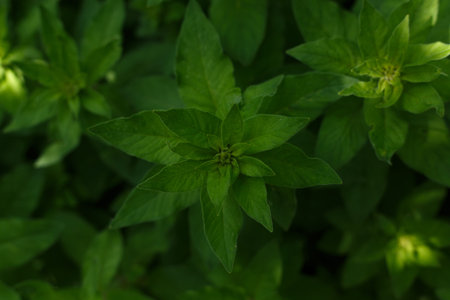 Top view of forest foliage with sun lights