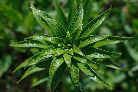 Close up of plant with drops of rain against blurred grass backgroundの写真素材