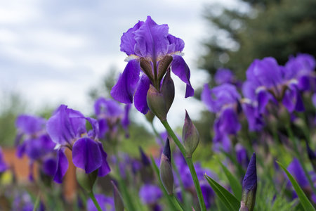 Selective focus, purple iris flower against nature and summer sky background