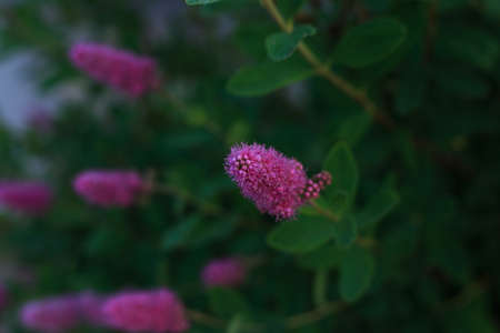 Selective focus, exotic flossy pink flower on blurred green leaves background. Close up of pink fluffy flower. Concept of home gardening or foliage backgroundsの写真素材