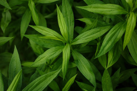 Selective focus, green forest plants close up. Concept of foliage natural abstract background with...