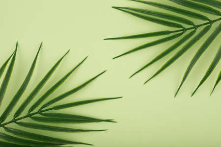 Flat lay with palm leaf in diagonal on bright pastel green background. Concept of abstract modern tropical backgroundの写真素材
