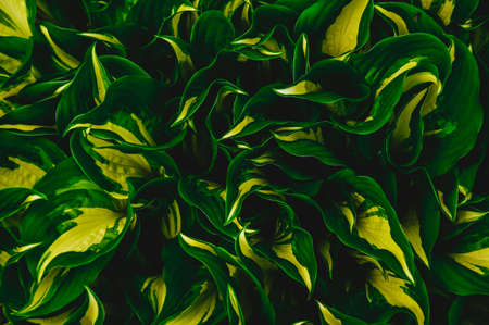 Variegate two-color host. background. A green plant. leaf textureの写真素材