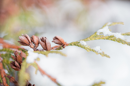 Tree dissolve kidney, Spring leaves appear, bark, early life, hibernation, flowering, new life, green and young leaves, Few snow, valentine's dayの写真素材
