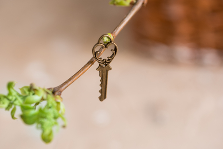 Ancient vintage key on a tree branch, green young leaves. spring and summer visionCopy space. Top view.の写真素材