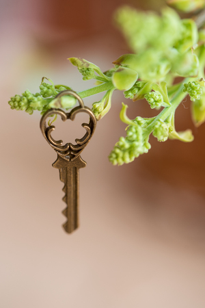 Ancient vintage key on a tree branch, green young leaves. spring and summer visionCopy space. Top view.の写真素材