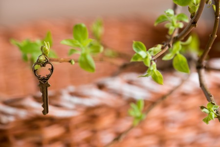 Ancient vintage key on a tree branch, green young leaves. spring and summer visionCopy space. Top view.の写真素材