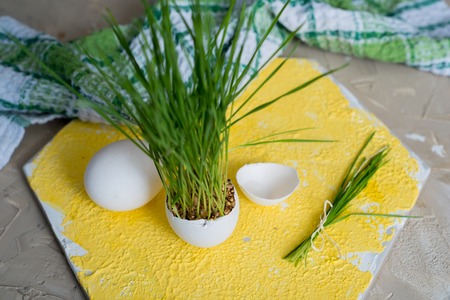 Easter grass growing in egg shell, shallow focus Yellow background, white eggs in a basket on a wooden background, Green checkered towel napkinの写真素材