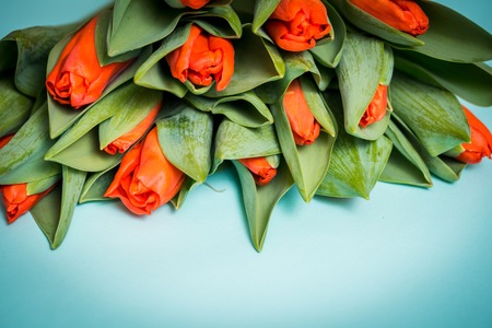 Red tulips and two wooden hearts over blue wooden background, Red tulips on a blue background. View from above. place for your inscription, copy spaceの写真素材