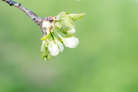 tree branch with buds background spring and summer, Copy spaceの写真素材