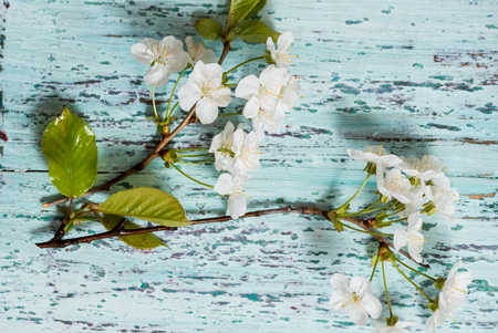 cherry blossoms blue wooden background close-up, wabi sabi series top viewの写真素材