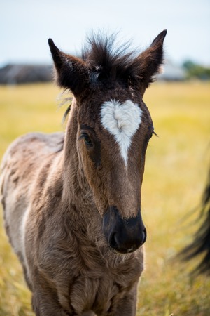 a small red-haired foal stands in a field in the background of a forest.の写真素材
