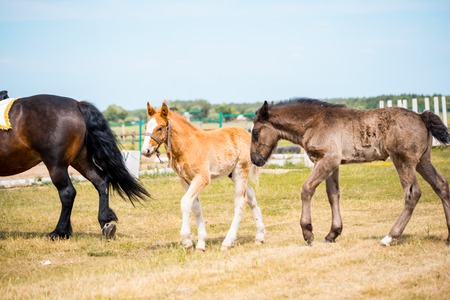 Portrait of a mare and her foal in rye field with beautiful green backgroundの写真素材
