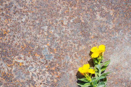 blue turquoise background rust on metal. with yellow flower