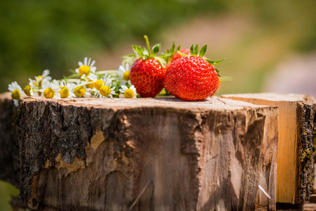 Strawberry on a wooden stump, chamomile flowers with sun light at dawn.の写真素材