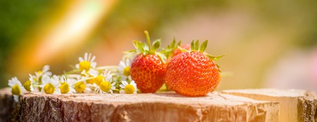 Banner Strawberry on a wooden stump, chamomile flowers with sun light at dawn.の写真素材