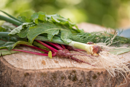 Closeup of freshly harvested vegetables turnips, beetroots, carrots, round marrow